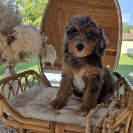 Dominican Republic - Blue merle male Aussiedoodle puppy in North Royalton, Ohio from Johnson's Doodles