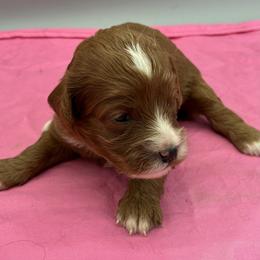 Tallula - Red female Cavapoo puppy in Burke, New York from Patti’s Puppies