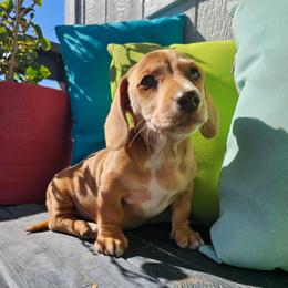 Lucas - Dapple male Dachshund puppy in Florence, Arizona from Doxie Town Az