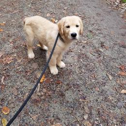 Golden Retriever Puppies from OPK GOLDENS