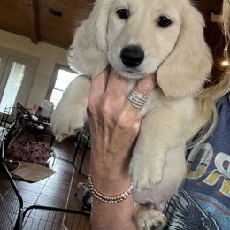 Dachshund Puppies from Chilidog Dachshunds