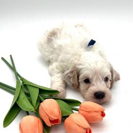 Denim - Cream male Australian Labradoodle puppy in Denton, Texas from Dignity Labradoodles