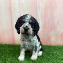 Bruiser - Tri-Roan male English Springer Spaniel puppy in Rogers, Ohio from StoneyBrook Setters