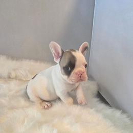 Henry - White and fawn male French Bulldog puppy in Solway, Minnesota from PcFrenchies