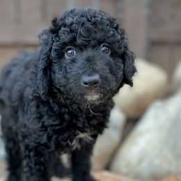 Harry - Black and white Aussiedoodle puppy in Ivins, Utah from A Puppy Crush