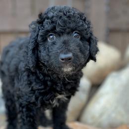 Harry - Black and white Aussiedoodle puppy in Ivins, Utah from A Puppy Crush