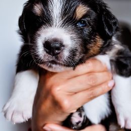 Australian Shepherd Puppies from Caramel Bliss Kennel - East Coast Aussies