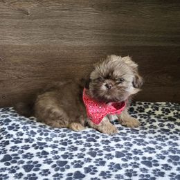 Boy 2 - Liver male Shih Tzu puppy in Meadows Of Dan, Virginia from Walt’s Shih Tzus
