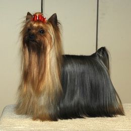 Yorkshire Terrier All Grown Up from Dearinger San Diego Yorkies
