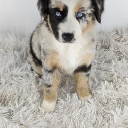 Australian Shepherd Puppies from MilkyWay Aussies with Tails