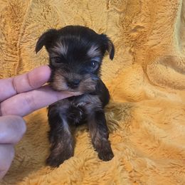 Justice - Black and tan female Yorkshire Terrier puppy in Clermont, Florida from Bella's Prissy Butts