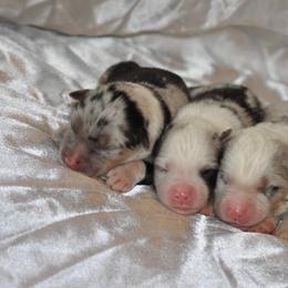 Australian Shepherd Puppies from Platinum Edition