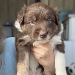 Australian Shepherd Puppies from White Oak Aussies