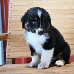 Watson - Black tri-color male Australian Shepherd puppy in Wichita Falls, Texas from Spotted Mule Aussies