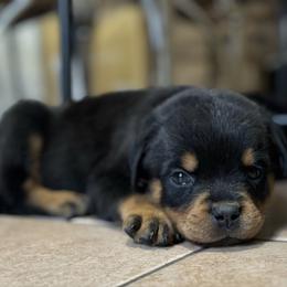 Girl 1 yellow collar  (docked tail) - Black and rust female Rottweiler puppy in Grand Rapids, Michigan from Rott-Squad Kennels