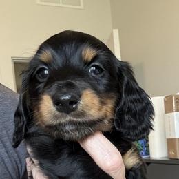 Blue - Black and tan male Dachshund puppy in Meridian, Idaho from Schön Duchshund