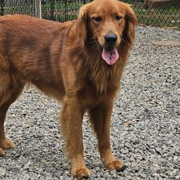 Brick - Golden Retriever