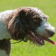 Chinese Cresteds and Spanish Water Dogs from MilAcres Kennels