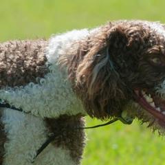 Chinese Cresteds and Spanish Water Dogs from MilAcres Kennels
