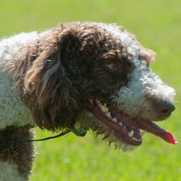 Chinese Cresteds and Spanish Water Dogs from MilAcres Kennels