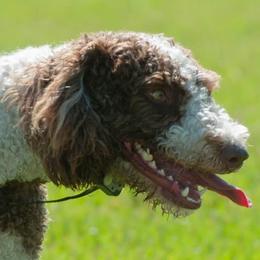 Chinese Cresteds and Spanish Water Dogs from MilAcres Kennels