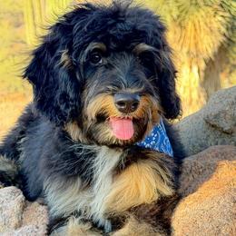 Hummer - Tri-color male Bernedoodle puppy in Wickenburg, Arizona from Houskerville Doodles