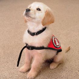Golden Retrievers and Labrador Retrievers from Can Do Canines Assistance Dogs