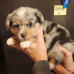 Blue merle boy 2 - Blue merle and white male American Corgi puppy in Hampton, Tennessee from TC Farms Stock Dogs - Miniature Australian Shepherds