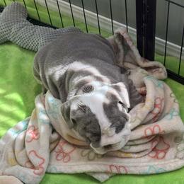 Bulldog Puppies from ABC Bulldogs