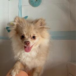 Pomeranian puppies from Snow peak poms