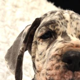 Great Dane Puppies from Big Tex K9 Konnection