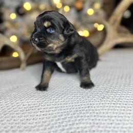 Miniature Australian Shepherd Puppies from Quartz Creek Aussies