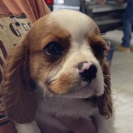 Bo - Cavalier King Charles Spaniel