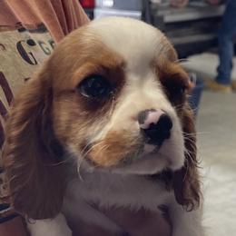 Bo - Cavalier King Charles Spaniel