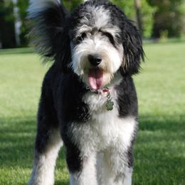 Bernedoodle and Goldendoodle All Grown Up from Highland Goldendoodles