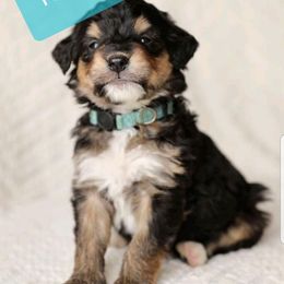 Bernedoodle and Goldendoodle Puppies from Happy Valley Doodles