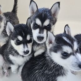 Pomsky Puppies from Peoria Pomskies