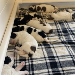 Assorted Doodle Crosses, Newfoundlands, Poodles, Saint Berdoodles, and Saint Bernards from Mammoth Doodles