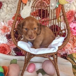 Dachshund Puppies from Mill Creek Dachshunds