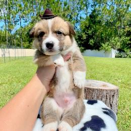 Waffle - Red and white male American Corgi puppy in Florida from Sunrise Corgis