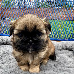 Ziggy - Sable male Shih Tzu puppy in Kettering, Ohio from LaDawn’s Little Lions