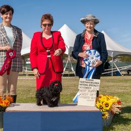 Russian Tsvetnaya Bolonka and Shih Tzu Puppies from Pink Lotus Kennels