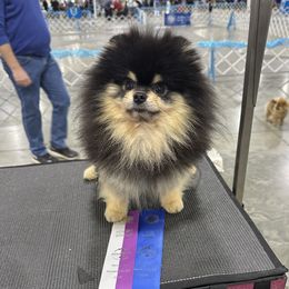 Toasty - Pomeranian