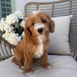 Sunny - Red  female Goldendoodle puppy in Gilbert, Arizona from Doodle Bliss