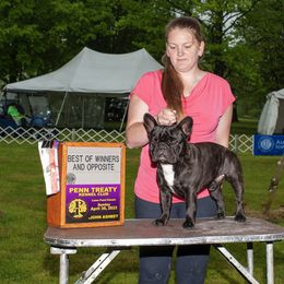 Carbon - French Bulldog