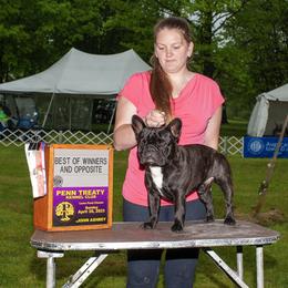 Carbon - French Bulldog