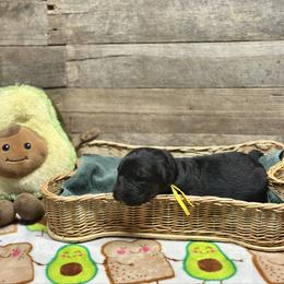 Yellow - Yeti - Black and red male German Shepherd puppy in Iola, Wisconsin from Aus Hütehunde German Shepherds