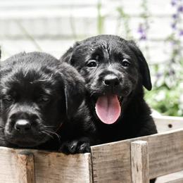 French Bulldogs and Labrador Retrievers from Spencer's LuvaBulls and English Labs