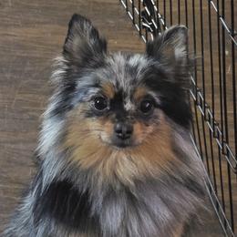 Mavis - Pomeranian