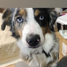 Miniature Australian Shepherd All Grown Up from Diamond Rainbow Aussies